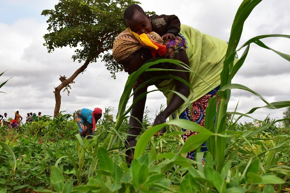 The end result – fertile lands providing food and livelihoods for the Danhassada women’s group.